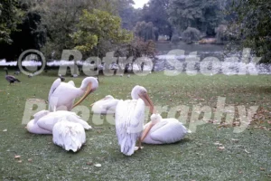 pelicans in st jamess park london 1968 52784657915 o