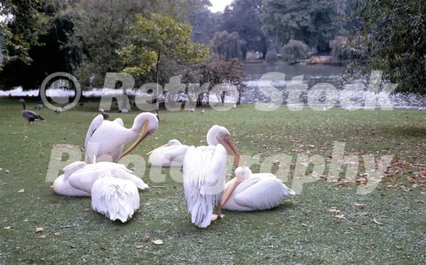 pelicans in st jamess park london 1968 52784657915 o