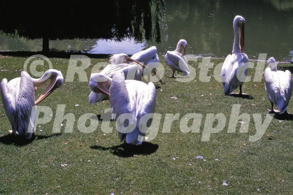 pelicans in st jamess park london 1969 47191788861 o
