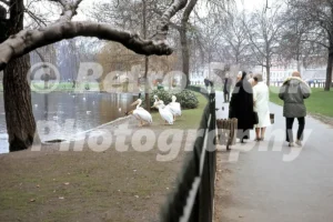 pelicans in st jamess park london 1972 52104147769 o