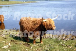 highland cattle in connel scotland 1968 52741671638 o