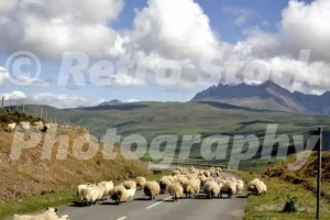 Sheep near Drynock, Isle of Skye 1973