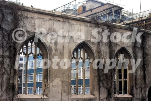 old photo of St Dunstan-in-the-East in London in the 1970s with roofless Gothic church windows, ivy trailing across the ruined stone walls and post-war office buildings visible through the openings