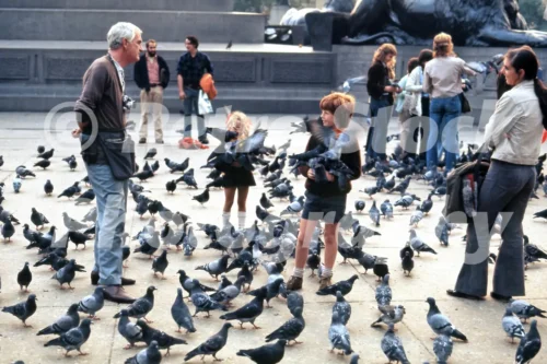 1970s photo of children feeding pigeons in Trafalgar Square with a man selling bird food and adults standing nearby