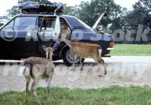 Morris Marina and deer 1970s