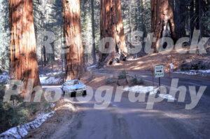 Sequoia National Park, California 1972