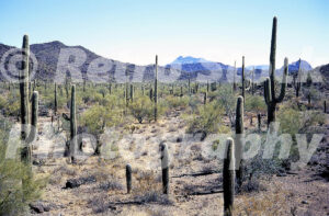 1970s desert landscape in Organ Pipe Cactus National Monument with cacti