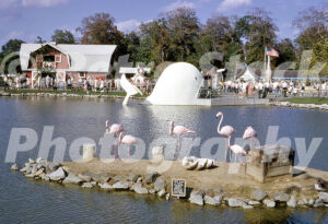 Willie the Whale at Indianapolis Zoo 1966