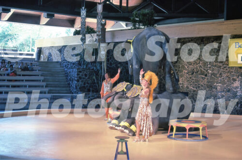 A 1970s color photo of an elephant show at Busch Gardens in Tampa, Florida, featuring three elephants performing a balancing act with trainers in gold sequined costumes in a stone-walled arena.