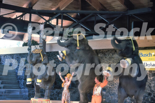 A 1970s color photo of three Asian elephants performing a balancing act at Busch Gardens in Tampa, Florida, with trainers in gold sequined costumes standing in a volcanic rock arena.