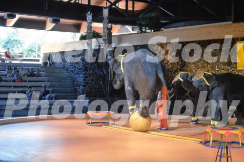 A 1970s color photo of a live elephant performance at Busch Gardens in Tampa, Florida, featuring an elephant balancing on a large yellow ball while others look on in a themed arena.