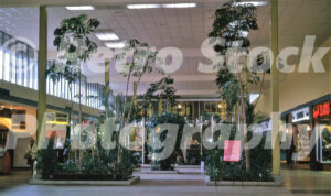 A 1960s color photo of the interior of Cherry Hill Mall in New Jersey, featuring tall tropical palm trees in large planters and mid-century modern storefronts.