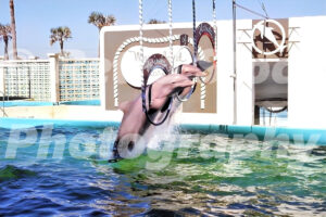 A 1960s color photo of two bottlenose dolphins jumping through suspended hoops during a performance at Marineland of Florida, with a decorative white wall and palm trees in the background.