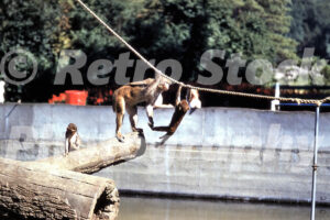 A 1950s color photo of monkeys climbing on logs and ropes in an outdoor enclosure at the Detroit Zoo in Royal Oak, Detroit, Michigan in 1957.