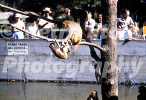 A 1950s color photo of several monkeys on a tree branch above a water moat with zoo visitors in the background at the Detroit Zoo in Royal Oak, Detroit, Michigan in 1957.