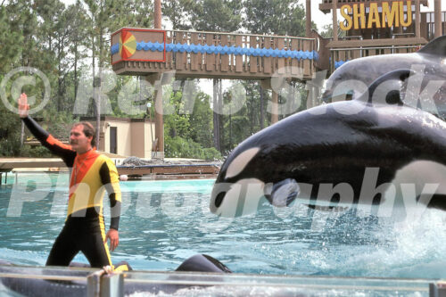 A 1980s color photo of an orca jumping during a Shamu performance at SeaWorld in Florida, featuring a trainer in a yellow and black wetsuit and a wooden observation tower.