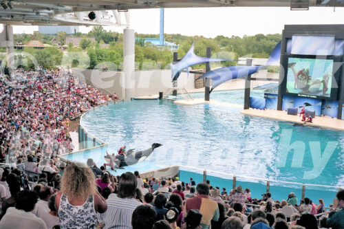 A 1990s color photo of Shamu Stadium at SeaWorld Orlando in Florida, featuring a packed amphitheater watching trainers interact with an orca in a large blue pool with a video screen in the background.