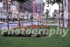 A 1960s color photo of Washington Blvd. in Detroit, Michigan, looking toward Grand Circus Park with red canna lilies in the foreground and the Statler Hilton hotel in the distance.