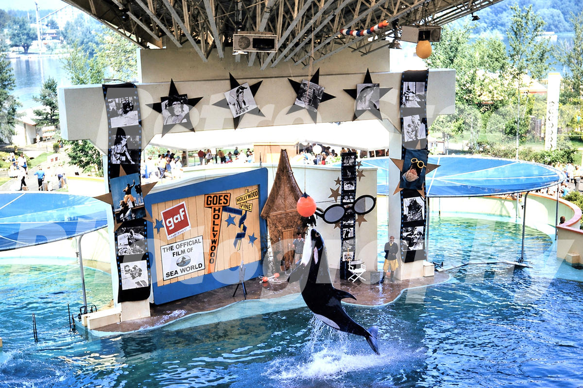 1970s color view of an orca performing at SeaWorld Ohio in Aurora, with a themed show stage, trainers and stadium pools.