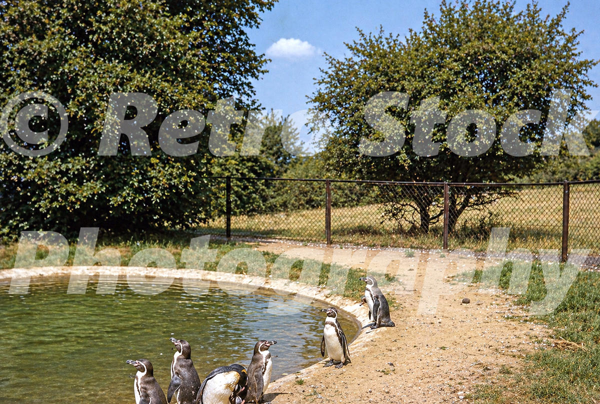 1950s view of penguins beside an outdoor pool at Whipsnade Zoo in Bedfordshire, with trees and fencing behind.