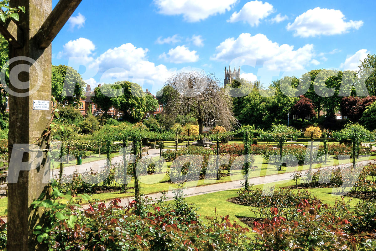 1960s view of Kingsnorth Gardens in Folkestone, with rose beds, paths, benches, trees and St John’s Church tower in the background.