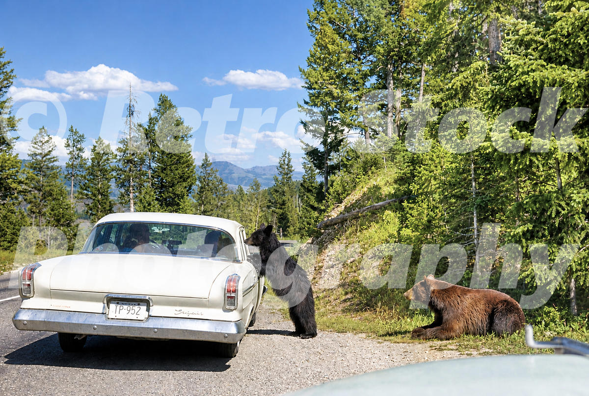 bears-in-yellowstone-national-park-1963_55242253582_o 1960s color view of bears beside a visitor’s car in Yellowstone National Park, with one bear standing at the open window on a forest road.