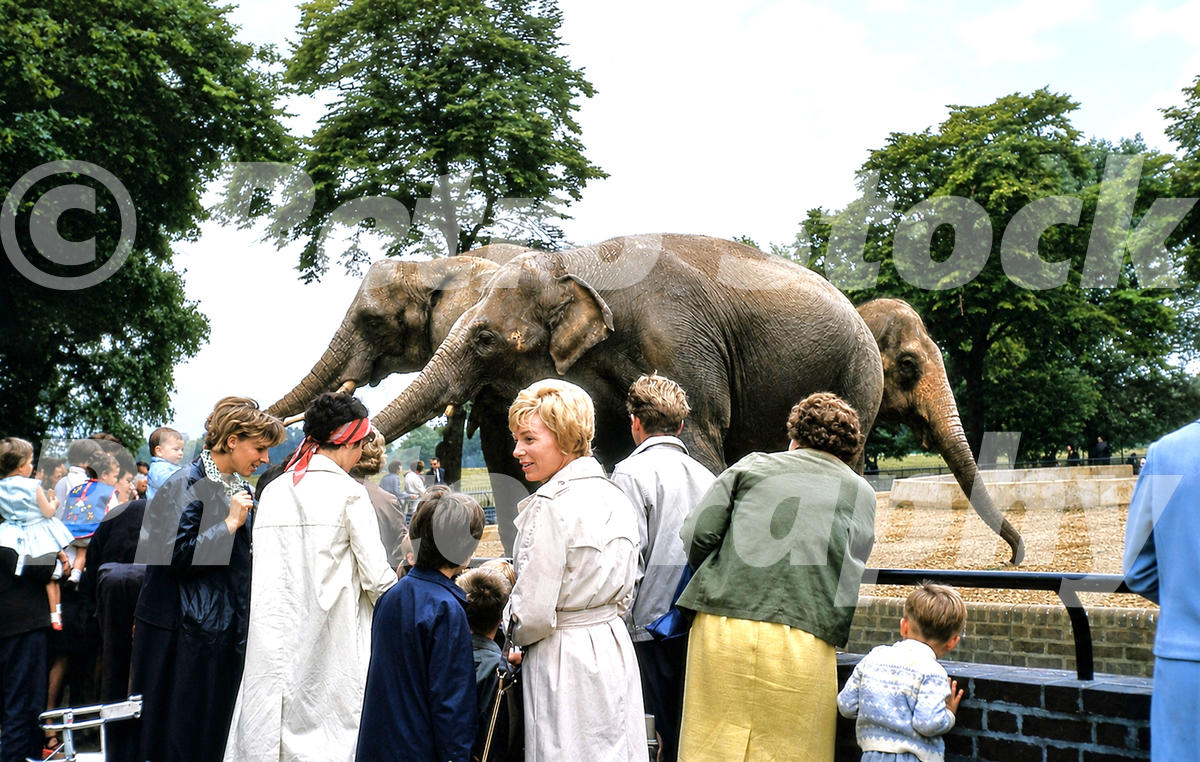 A 1960s colour photo of three Asian elephants in their enclosure being watched by a crowd of visitors at London Zoo in 1966.