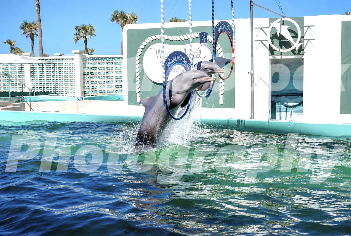 marineland-florida-1966_55260681396_o A 1960s color photo of two bottlenose dolphins jumping through suspended hoops during a performance at Marineland of Florida, with a decorative white wall and palm trees in the background.