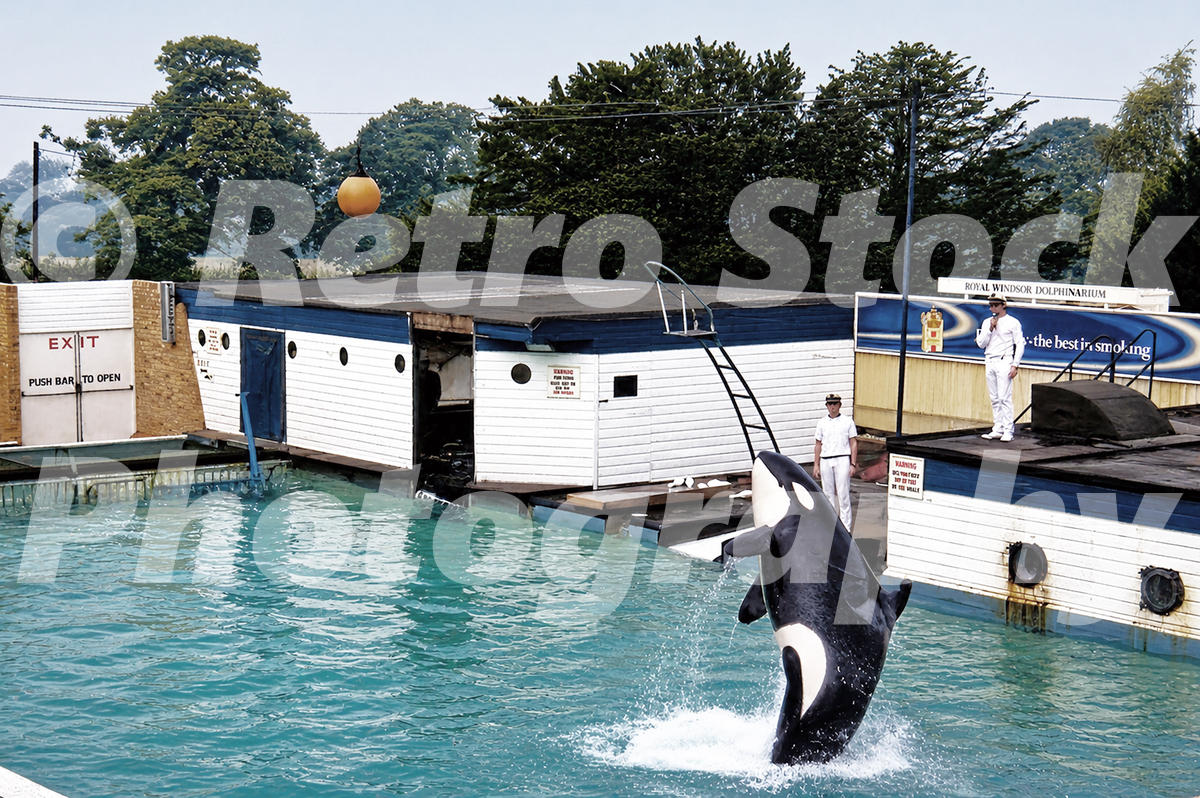 A 1970s photograph of Ramu the killer whale leaping from the water at the Royal Windsor Dolphinarium, with trainers in white uniforms standing on a poolside platform.